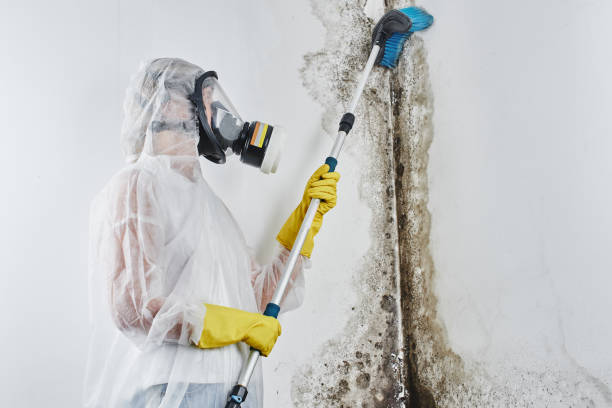 Mold Removal Process in Prineville Lake Acres, OR